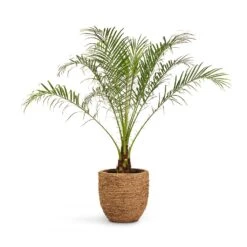 Cody Plant Pot - Straw Grass -Greencore Store Phoenix roebelenii Pygmy Date Palm 17x50cm Cody Plant Pot Straw Grass 27x26cm 425c9fa2 386a 4cad bf97 eb9815a36266
