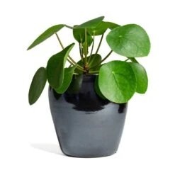 Amora Plant Pot - Anthracite Mirror -Greencore Store Pilea peperomioides Chinese Money Plant 15x25cm Amora Plant Pot Anthracite Mirror 21x21cm