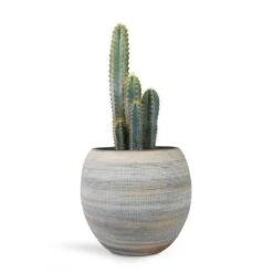 Dex Plant Pot - Earth -Greencore Store Pilocereus pachycladus azureus Blue Columnar Cactus 17x30cm Dex Plant Pot Earth 28x25cm 729bd6d1 11e1 417a aa09 f65b5a59fda0
