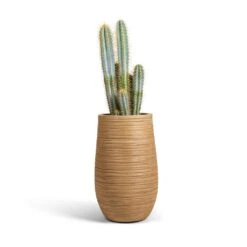 Dune Partner Planter - Almond 24 Dune Partner Planter - Almond -Greencore Store Pilocereus pachycladus azureus Blue Columnar Cactus 17x60cm Dune Partner Planter Almond 25x40cm
