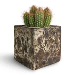 Lava Cube Relic Planter - Black -Greencore Store Pilosocereus gounellei Xique Xique Cactus 10.5x15cm Lava Cube Relic Planter Black 16x16x16cm be595036 bbab 4305 9fc9 ce8ff94ec716