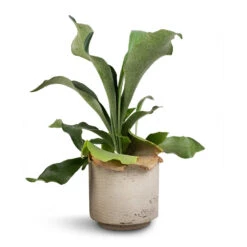 Novi Plant Pot - Grey Washed -Greencore Store Platycerium Bifurcatum Common Staghorn Fern 12x40cm Novi Plant Pot Grey Washed 15x13.5cm d1acab64 28ab 4fe9 bc85 8a192ddea653