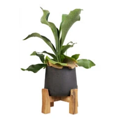 Patt Plant Pot - Low Stand - Black Washed -Greencore Store Platycerium Bifurcatum Common Staghorn Fern 12x40cm Patt Plant Pot Low Stand Black Washed 21x20cm 1 5e6172b0 8676 4520 84d6 aaf8dfd59d0c