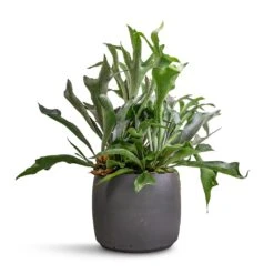 Mini Valerie Plant Pot - Black Washed -Greencore Store Platycerium bifurcatum Common Staghorn Fern 26x60cm Mini Valerie Plant Pot Black Washed 36x28cm 71483ff2 50cd 470a 8b60 e34bb15bdf7e