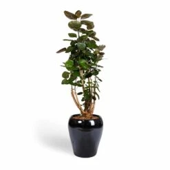 Polyscias Fabian - Aralia Fabian -Greencore Store Polyscias Fabian Aralia Fabian 24x80cm Amora Plant Pot Anthracite Mirror 32x32cm