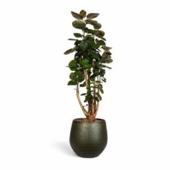 Polyscias Fabian - Aralia Fabian -Greencore Store Polyscias Fabian Aralia Fabian 24x80cm Noor Plant Pot Velvet Green 33x30cm