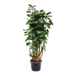 Polyscias Fabian - Aralia Fabian -Greencore Store Polyscias Fabian Aralia Fabian 29x115cm