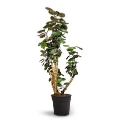 Polyscias Fabian - Aralia Fabian -Greencore Store Polyscias Fabian Aralia Fabian 30x140cm