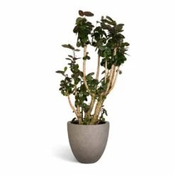 Polyscias Fabian - Aralia Fabian -Greencore Store Polyscias Fabian Aralia Fabian 30x140cm Grigio Egg Pot Planter Natural Concrete 40x36cm