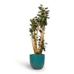 Polyscias Fabian - Aralia Fabian -Greencore Store Polyscias Fabian Aralia Fabian 30x150cm Felix Planters Ocean Blue 37x33cm