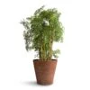 Polyscias Ming - Aralia Ming -Greencore Store Polyscias Ming Aralia Ming 24x80cm Claire Artstone Plant Pot Oak 32x29cm