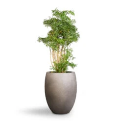 Grigio Tall Balloon Planter - Natural Concrete -Greencore Store Polyscias Ming Aralia Ming 24x80cm Grigio Tall Balloon Planter Natural Concrete 40x50cm 1 c61e6f54 217e 409c a403 f5ac0358c30e
