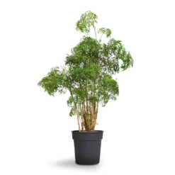 Polyscias Ming - Aralia Ming -Greencore Store Polyscias Ming Aralia Ming 27x90cm