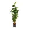 Polyscias Roble - Aralia - HydroCare -Greencore Store Polyscias Roble Aralia Hydroculture Indoor Plant