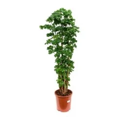 Polyscias Roble - Aralia Roble 8 Polyscias Roble - Aralia Roble -Greencore Store Polyscias Roble Aralia Roble 27x100cm