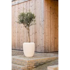 Polystone Coated Plain Coppa Planter - Natural -Greencore Store Polystone Coated Plain Coppa Planter Natural Lifestyle