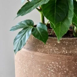 Polystone Coated Plain Coppa Planter - Rock 29 Polystone Coated Plain Coppa Planter - Rock -Greencore Store Polystone Coated Plain Coppa Planter Rock 4
