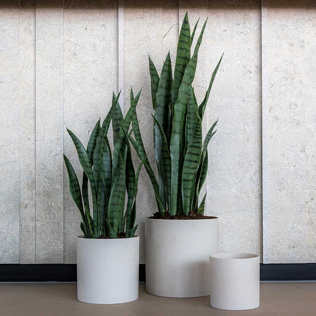Puk Refined Planter - Natural White 4 Puk Refined Planter - Natural White - Image 2