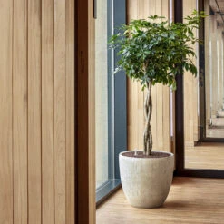 Raindrop Egg Planter - Stone 15 Raindrop Egg Planter - Stone -Greencore Store Raindrop Couple Stone