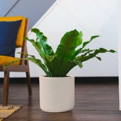 Raindrop Round Planter - Stone 15 Raindrop Round Planter - Stone -Greencore Store Raindrop Round Planter Stone Indoor Plant