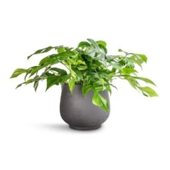 Mini Pixie Plant Pot - Black Washed -Greencore Store Rhaphidophora tetrasperma Monstera minima 15x25cm Mini Pixie Plant Pot Black Washed 24x20cm 678e6718 6199 4557 ad24 c6bd45ed5f38