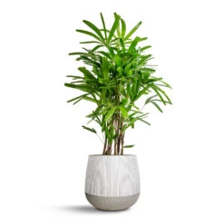 Pax Plant Pot - Ridged White Stripe -Greencore Store Rhapis excelsa Lady Palm 27x110cm Pax Plant Pot Ridge White Stripe 40x36cm ebf3f0ed 909b 45f2 af74 d71166caff73