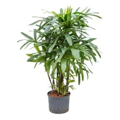 Rhapis Excelsa - Lady Palm - HydroCare -Greencore Store Rhapis excelsa Lady Palm Hydroculture 25 19x120cm