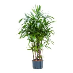 Rhapis Excelsa - Lady Palm - HydroCare -Greencore Store Rhapis excelsa Lady Palm Hydroculture 28 19x150cm