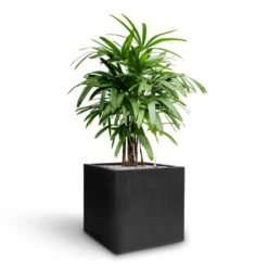 Grigio Cube Planter - Anthracite Concrete -Greencore Store Rhapis excelsa Lady Palm Hydroculture Grigio Cube Planter Anthracite Concrete