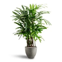 Rhapis Excelsa - Lady Palm - HydroCare -Greencore Store Rhapis excelsa Lady Palm Hydroculture Grigio Egg Pot Planter Natural Concrete
