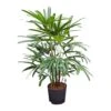 Rhapis Excelsa - Lady Palm - HydroCare -Greencore Store Rhapis excelsa Lady Palm Hydroculture Indoor Plant