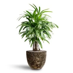 Rhapis Excelsa - Lady Palm - HydroCare -Greencore Store Rhapis excelsa Lady Palm Hydroculture Lava Couple Relic Planter Black