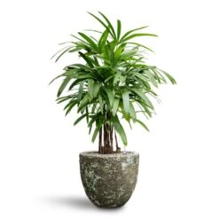 Rhapis Excelsa - Lady Palm - HydroCare -Greencore Store Rhapis excelsa Lady Palm Hydroculture Lava Couple Relic Planter Jade