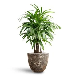 Rhapis Excelsa - Lady Palm - HydroCare -Greencore Store Rhapis excelsa Lady Palm Hydroculture Lava Couple Relic Planter Rust