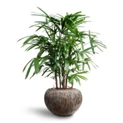 Rhapis Excelsa - Lady Palm - HydroCare -Greencore Store Rhapis excelsa Lady Palm Hydroculture Luxe Lite Waterfall Globe Planter Bronze bbfc434c af63 49a5 a921 32d4359c800d