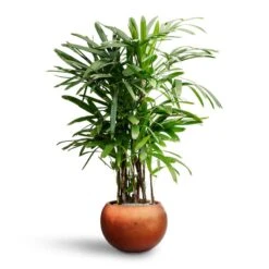 Metallic Globe Plant Pot - Matt Copper -Greencore Store Rhapis excelsa Lady Palm Hydroculture Metallic Couple Plant Pot Matt Copper 4619822e 8250 4748 84df 0e30911df43a
