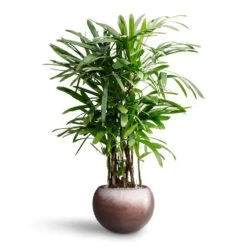 Rhapis Excelsa - Lady Palm - HydroCare -Greencore Store Rhapis excelsa Lady Palm Hydroculture Metallic Globe Plant Pot Matt Coffee