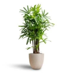 Rhapis Excelsa - Lady Palm - HydroCare -Greencore Store Rhapis excelsa Lady Palm Hydroculture Raindrop Egg Planter Stone