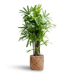 Rhapis Excelsa - Lady Palm - HydroCare -Greencore Store Rhapis excelsa Lady Palm Hydroculture Zayn Bamboo Planter