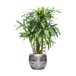 Opus Raw Couple Planter - Silver 25 Opus Raw Couple Planter - Silver -Greencore Store Rhapis excelsa Lady Palm Hydroculture Opus Hammered Globe Planter Silver ef0fd365 6034 4926 8d5e 7989ec4ac63c