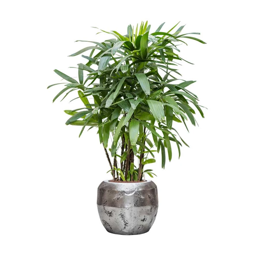 Opus Raw Couple Planter - Silver 12 Opus Raw Couple Planter - Silver - Image 11