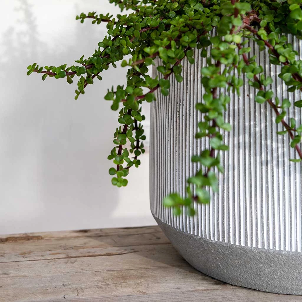 Harith Plant Pot - Ridged White Stripe 7 Harith Plant Pot - Ridged White Stripe - Image 5