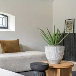 Jesslyn Plant Pot - Ridged White Stripe 17 Jesslyn Plant Pot - Ridged White Stripe -Greencore Store Ridged Jesslyn Plant Pot White Stripe Aloe Vera Houseplant