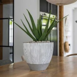 Jesslyn Plant Pot - Ridged White Stripe 18 Jesslyn Plant Pot - Ridged White Stripe -Greencore Store Ridged Jesslyn Plant Pot White Stripe Aloe Vera Indoor Plant