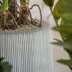 Tall Harith Plant Pot - Ridged White Stripe -Greencore Store Ridged Tall Harith Plant Pot White Stripe Lifestyle 2