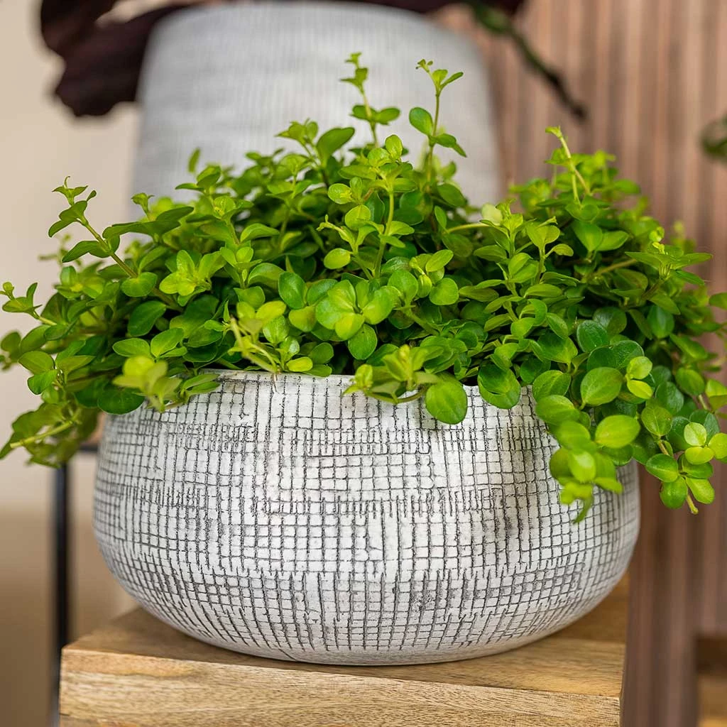 Ryan Plant Bowl - White Black 4 Ryan Plant Bowl - White Black - Image 2