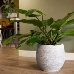Ryan Plant Pot - White Black -Greencore Store Ryan Plant Pot White Philodendron Houseplant