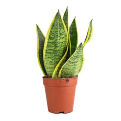 Sansevieria Trifasciata Futura Superba 19 Sansevieria Trifasciata Futura Superba -Greencore Store Sanseviera trifasciata Futura Superba 9x30cm