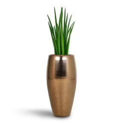 Sansevieria Cylindrica Spikes - HydroCare -Greencore Store Sansevieria Cylindrica Spikes Hydroculture Amora Duo Planter Gold