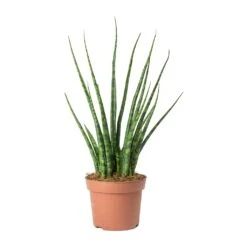 Sansevieria Fernwood Mikado - Snake Plant -Greencore Store Sansevieria Fernwood Mikado Snake Plant